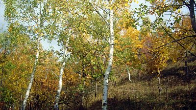19. Břízky na svahu