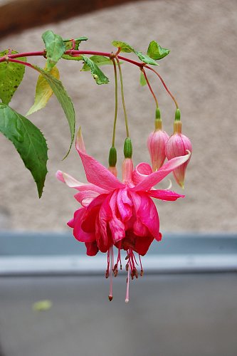 1Fuchsie Jara Cimrman.JPG