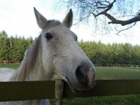 1. Nemáte pro mě cukr ?