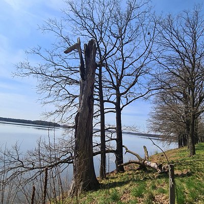 Torzo stromu na hrázi rybníka Rožmberk
