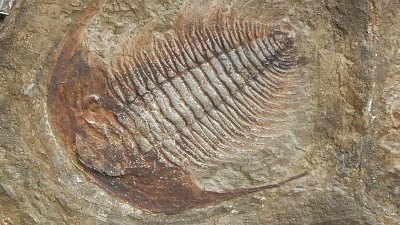 Trilobit na geostezce