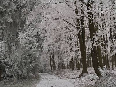 Les jako v pohádce...