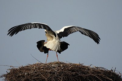 U čápů je láskyplně