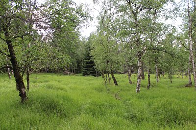 Stromy pod rozhlednou