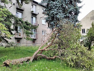 Stříbrný smrk před domem mého mládí zasadil otec před 70 lety (1951)