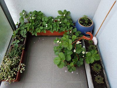 Vzadu jahody lesní, vpředu převiské