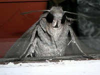 Noční šmírák (Lišaj svlačcový):