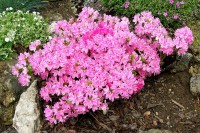 Jap. azalka Karmesina Rosé