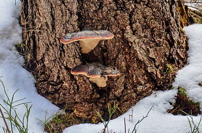 A pak že nerostou *