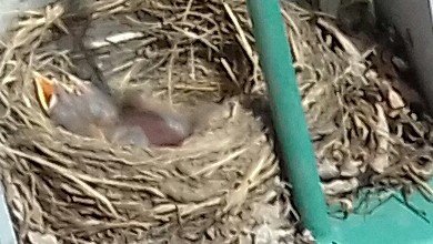 Příběhy kosí rodinky