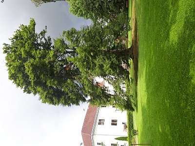 Gmünd - majestátní strom