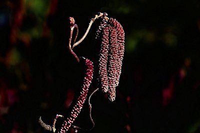 upravená fotografie