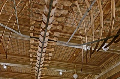 Pod plejtvákem v Národním muzeu