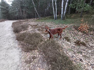 Musím ten les přece uklidit lidičky.