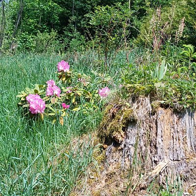 Zarostlý v trávè.