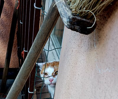 Soused ze dvorka aneb Zátiší s koštětem *