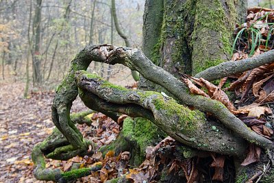 Jak klubko hadů... *