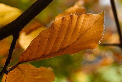 Zlato, co se brzy snese k zemi