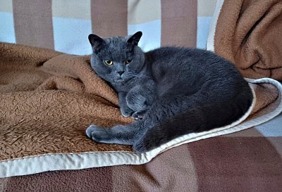 Zase tu někdo otravuje.