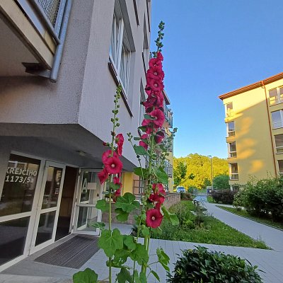 Slezová růže vyrostla do výšky pres 3 metry.