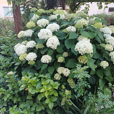 Hortenzie nabirá do velikosti.