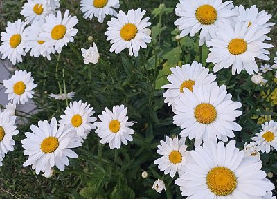 Tak jsem si myslela...