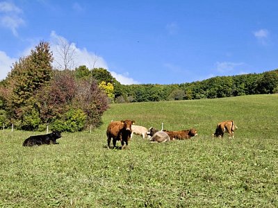 Když jsem já sloužil... a ten vůl jako kůl ...