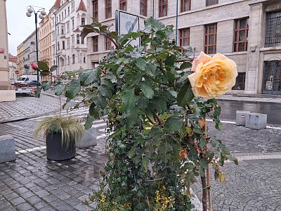 Listopadová vůně.....