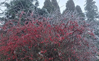 Rozkvetlý dřišťál zahalen jinovatkou