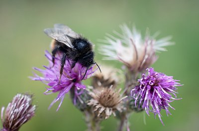 Na fialové létám nejraději
