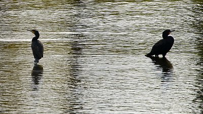 Rozhádaní kormoráni