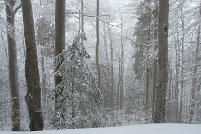 Mrazivá mlha v lese