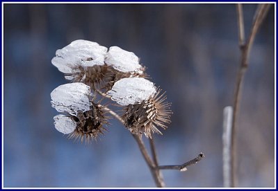 V ledových čepičkách