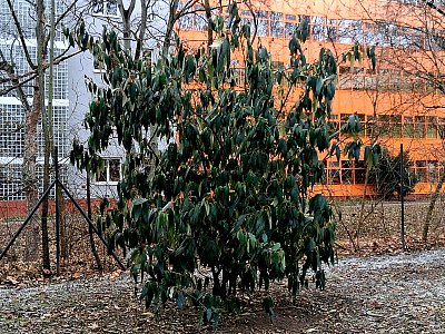 Zimní smutek osamělého keře