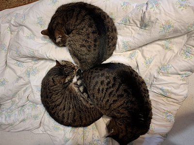 Je zima. Zůstaneme radši doma.