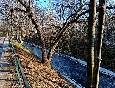 Když strom dělá "véčko" pro naše sportovce na OH *