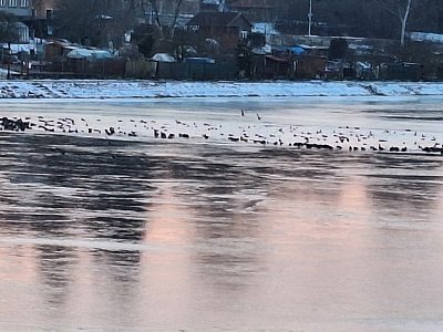 Kam se, ptáčci, kam schováte*