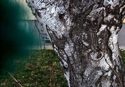 Když má strom...oko...*