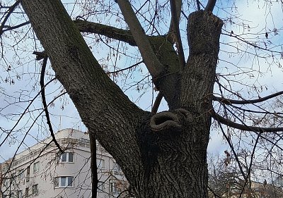 Když má strom... škleb...