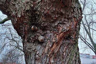 Když má strom dva pupíky...