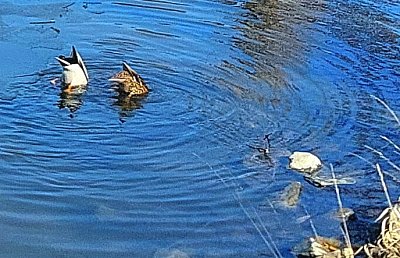Mámo, už se na to nemůžu koukat. Táto, já taky ne. Žbluňk !