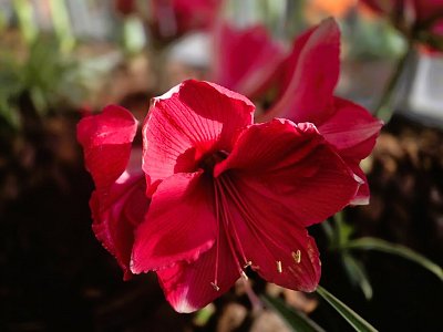 Z výstavy "Předjaří"  na Pražském hradě