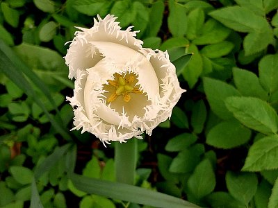 Zubatý Fanfán na plevelu *