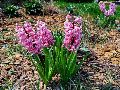 Jsem také růžový