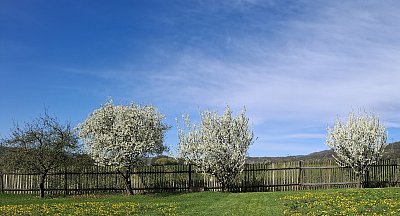 Kvetoucí slivoně a ryngle *