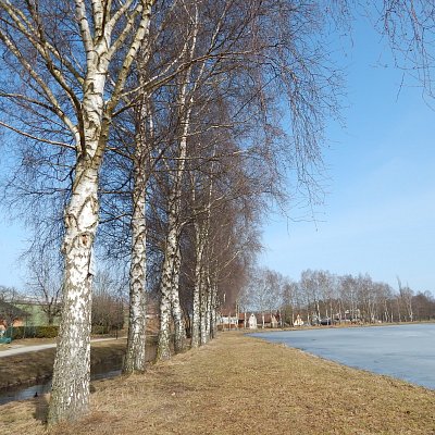 Břízy u rybníku Benešák