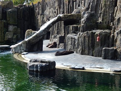 Odpočívající lachtani