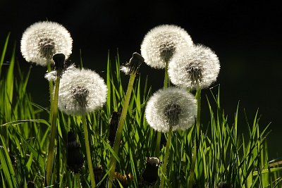 Odkvetly nám pampelišky, nezbyly nám na věnečky