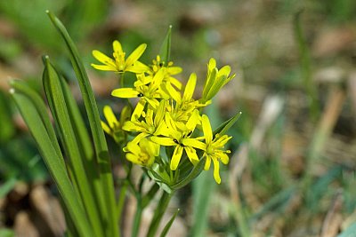 21 - Křivatec žlutý