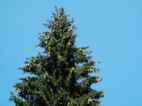 Cestička k Bublavému prameni